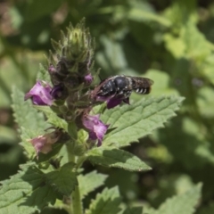 Megachile sp. (several subgenera) at Acton, ACT - 8 Feb 2019