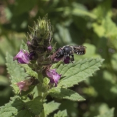 Megachile sp. (several subgenera) at Acton, ACT - 8 Feb 2019 12:04 PM