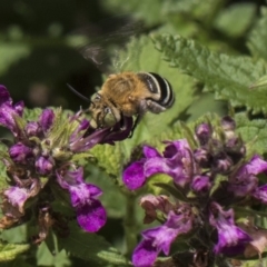 Amegilla (Zonamegilla) asserta (Blue Banded Bee) at Acton, ACT - 8 Feb 2019 by AlisonMilton