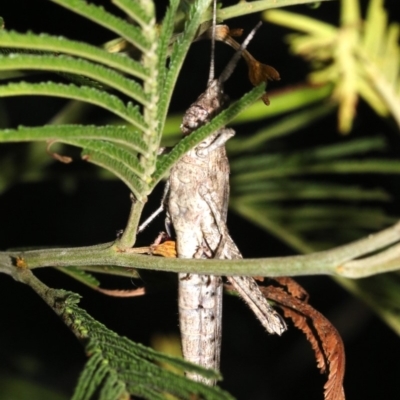 Coryphistes ruricola (Bark-mimicking Grasshopper) at Ainslie, ACT - 8 Feb 2019 by jb2602