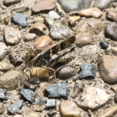 Gastrimargus musicus (Yellow-winged Locust or Grasshopper) at Acton, ACT - 8 Feb 2019 by AlisonMilton