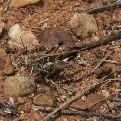 Oedaleus australis (Australian Oedaleus) at Hackett, ACT - 8 Feb 2019 by AlisonMilton