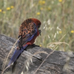 Platycercus elegans (Crimson Rosella) at Hawker, ACT - 6 Jan 2019 by AlisonMilton