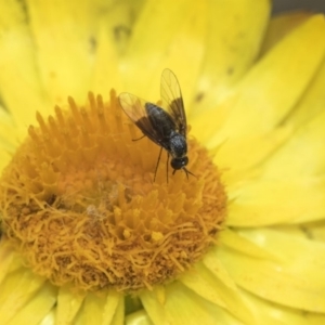 Geron nigralis at Acton, ACT - 8 Feb 2019