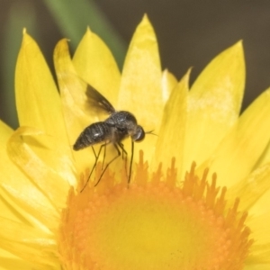 Geron nigralis at Acton, ACT - 8 Feb 2019 01:33 PM