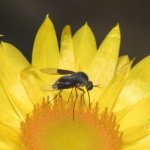 Geron nigralis at Acton, ACT - 8 Feb 2019