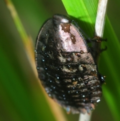 Polyzosteria viridissima (Alpine Metallic Cockroach) at East Jindabyne, NSW - 6 Feb 2019 by Harrisi