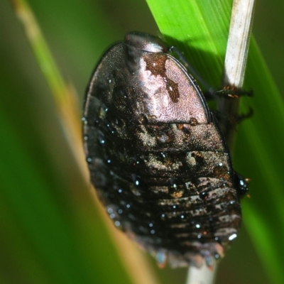 Polyzosteria viridissima (Alpine Metallic Cockroach) at East Jindabyne, NSW - 6 Feb 2019 by Harrisi