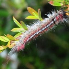 Chenuala heliaspis (Rose Anthelid) at East Jindabyne, NSW - 6 Feb 2019 by Harrisi