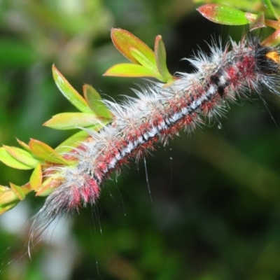 Chenuala heliaspis (Rose Anthelid) at East Jindabyne, NSW - 6 Feb 2019 by Harrisi