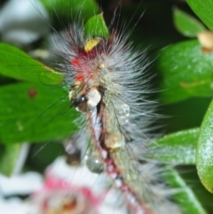 Chenuala heliaspis at East Jindabyne, NSW - 6 Feb 2019