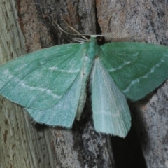 Euloxia hypsithrona (Alpine Emerald) at East Jindabyne, NSW - 6 Feb 2019 by Harrisi