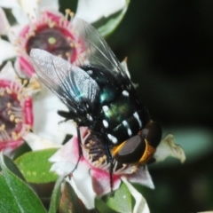 Amenia leonina group (albomaculata-leonina species group) (Yellow-headed Blowfly) at Kosciuszko National Park, NSW - 6 Feb 2019 by Harrisi