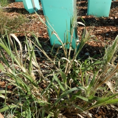 Panicum capillare/hillmanii (Exotic/Invasive Panic Grass) at Mount Painter - 9 Feb 2019 by CathB