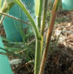 Panicum capillare/hillmanii at Cook, ACT - 10 Feb 2019