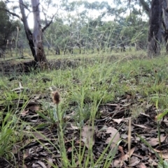 Eragrostis trachycarpa (Rough-grain Lovegrass) at Mount Painter - 8 Feb 2019 by CathB