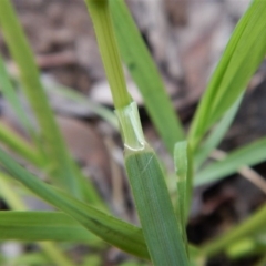 Eragrostis trachycarpa at Dunlop, ACT - 9 Feb 2019