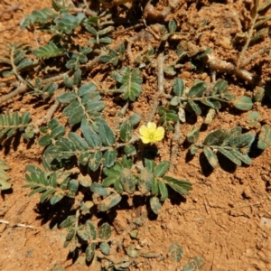 Tribulus terrestris at Cook, ACT - 10 Feb 2019 11:44 AM