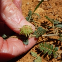 Tribulus terrestris at Cook, ACT - 10 Feb 2019 11:44 AM