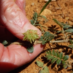 Tribulus terrestris at Cook, ACT - 10 Feb 2019