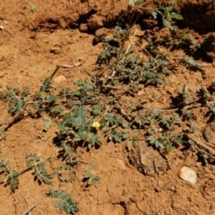 Tribulus terrestris at Cook, ACT - 10 Feb 2019 11:44 AM