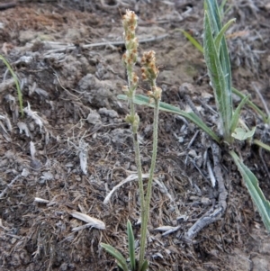 Plantago gaudichaudii at Dunlop, ACT - 7 Feb 2019