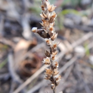 Plantago gaudichaudii at Dunlop, ACT - 7 Feb 2019