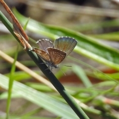 Theclinesthes serpentata (Saltbush Blue) at Tuggeranong DC, ACT - 9 Feb 2019 by RodDeb