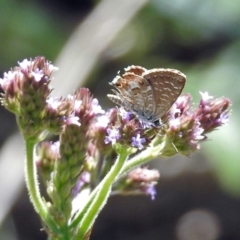 Theclinesthes serpentata at Tuggeranong DC, ACT - 9 Feb 2019 11:54 AM