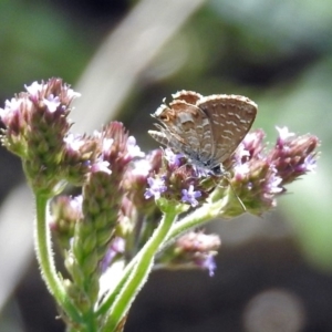 Theclinesthes serpentata at Tuggeranong DC, ACT - 9 Feb 2019 11:54 AM