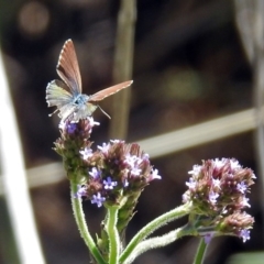 Theclinesthes serpentata at Tuggeranong DC, ACT - 9 Feb 2019 11:54 AM