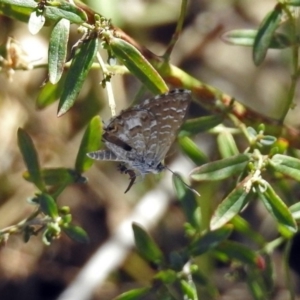 Theclinesthes serpentata at Tuggeranong DC, ACT - 9 Feb 2019 11:54 AM