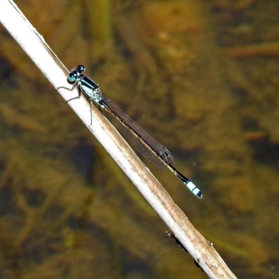 Ischnura heterosticta (Common Bluetail Damselfly) at Tuggeranong DC, ACT - 9 Feb 2019 by RodDeb