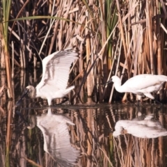 Platalea regia (Royal Spoonbill) at Fyshwick, ACT - 9 Feb 2019 by GlennMcMellon