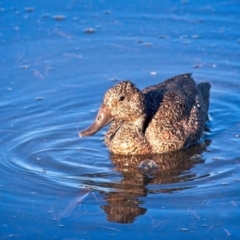 Stictonetta naevosa (Freckled Duck) at Fyshwick, ACT - 9 Feb 2019 by GlennMcMellon