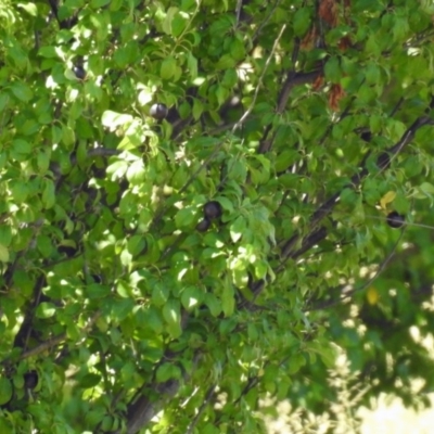 Prunus cerasifera (Cherry Plum) at Tuggeranong DC, ACT - 9 Feb 2019 by RodDeb