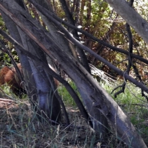 Vombatus ursinus at Tuggeranong DC, ACT - 9 Feb 2019