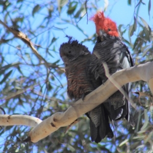 Callocephalon fimbriatum at Gundaroo, NSW - suppressed