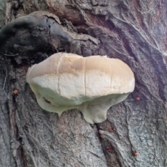 Ganoderma australe at Wyndham, NSW - 15 Dec 2016 by NormClarke