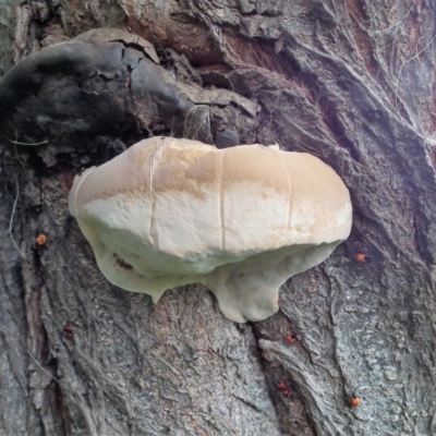 Ganoderma australe at Wyndham, NSW - 15 Dec 2016 by NormClarke