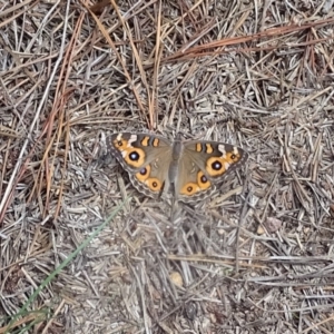 Junonia villida at Isaacs, ACT - 8 Feb 2019