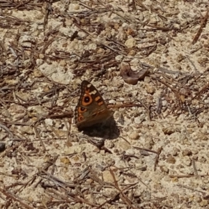 Junonia villida at Isaacs, ACT - 8 Feb 2019 11:47 AM