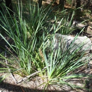 Lomandra longifolia at Isaacs, ACT - 8 Feb 2019 11:03 AM