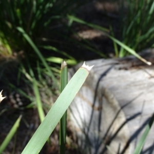 Lomandra longifolia at Isaacs, ACT - 8 Feb 2019 11:03 AM