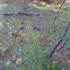 Senecio bathurstianus at Isaacs, ACT - 8 Feb 2019 11:01 AM