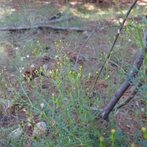 Senecio bathurstianus at Isaacs, ACT - 8 Feb 2019 11:01 AM