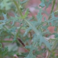 Senecio bathurstianus at Isaacs, ACT - 8 Feb 2019 11:01 AM