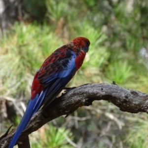 Platycercus elegans at Isaacs Ridge - 8 Feb 2019 10:38 AM