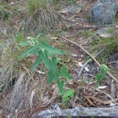 Oxypetalum coeruleum (Tweedia or Southern Star) at Isaacs, ACT - 7 Feb 2019 by Mike