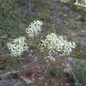 Bursaria spinosa subsp. lasiophylla at Isaacs, ACT - 8 Feb 2019 10:31 AM